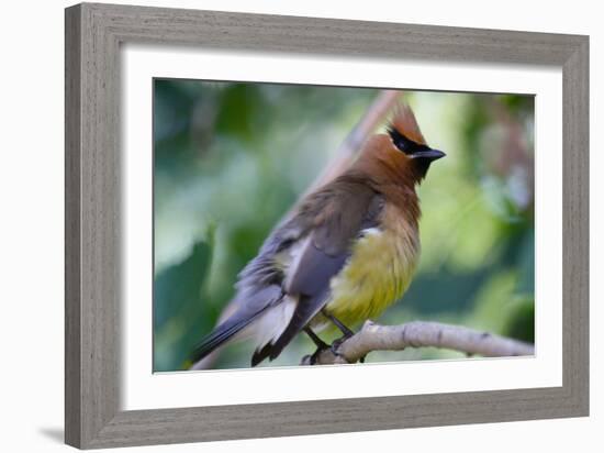 Cedar Waxwing-Lantern Press-Framed Art Print