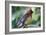 Cedar Waxwing-Lantern Press-Framed Art Print