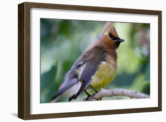 Cedar Waxwing-Lantern Press-Framed Art Print