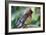 Cedar Waxwing-Lantern Press-Framed Art Print