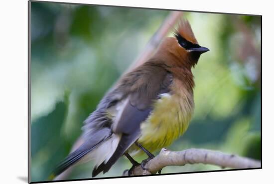 Cedar Waxwing-Lantern Press-Mounted Art Print