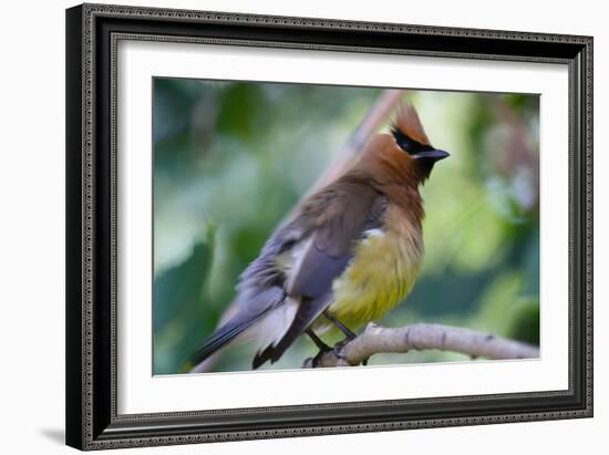 Cedar Waxwing-Lantern Press-Framed Art Print