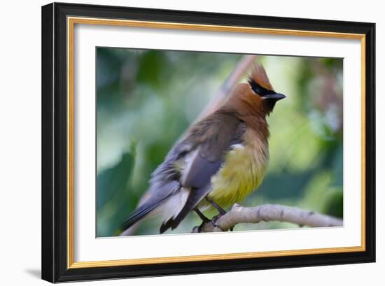 Cedar Waxwing-Lantern Press-Framed Art Print