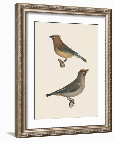 Cedar Waxwings Bright-Wild Apple Portfolio-Framed Art Print