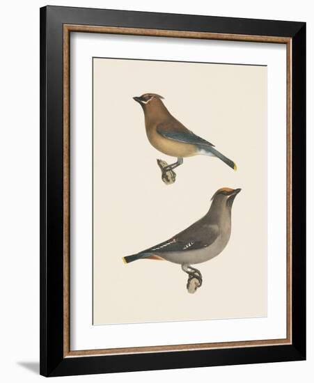 Cedar Waxwings Bright-Wild Apple Portfolio-Framed Art Print