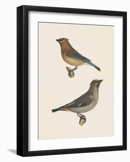 Cedar Waxwings Bright-Wild Apple Portfolio-Framed Art Print