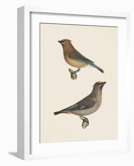 Cedar Waxwings Bright-Wild Apple Portfolio-Framed Art Print