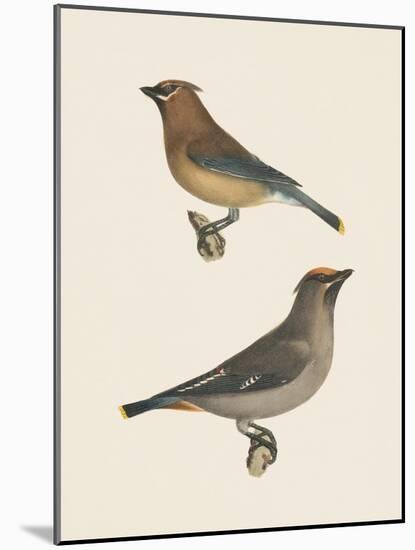 Cedar Waxwings Bright-Wild Apple Portfolio-Mounted Art Print