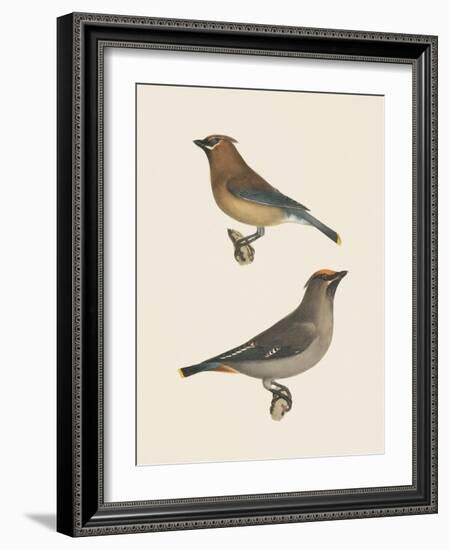 Cedar Waxwings Bright-Wild Apple Portfolio-Framed Art Print