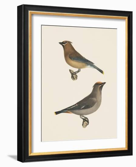 Cedar Waxwings Bright-Wild Apple Portfolio-Framed Art Print