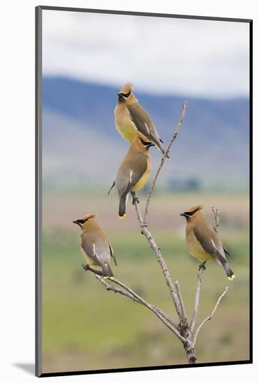 Cedar waxwings, spring migration-Ken Archer-Mounted Photographic Print