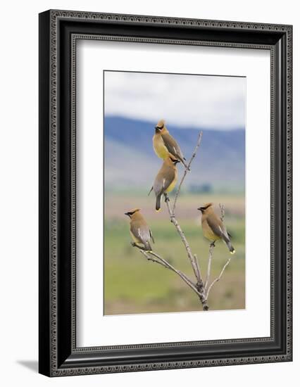 Cedar waxwings, spring migration-Ken Archer-Framed Photographic Print