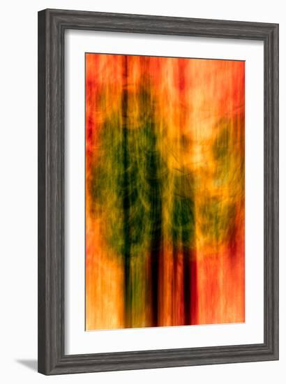 Cedars At Night-Ursula Abresch-Framed Photographic Print