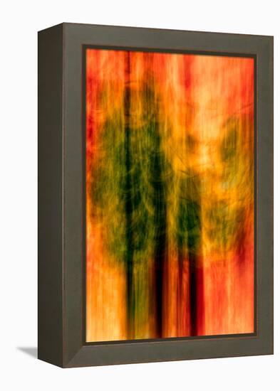 Cedars At Night-Ursula Abresch-Framed Premier Image Canvas