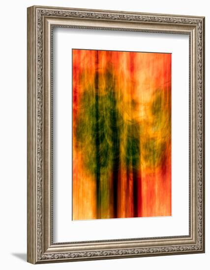 Cedars At Night-Ursula Abresch-Framed Photographic Print