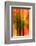 Cedars At Night-Ursula Abresch-Framed Photographic Print