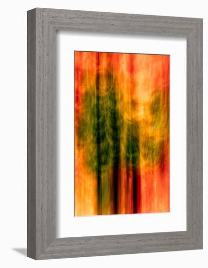 Cedars At Night-Ursula Abresch-Framed Photographic Print