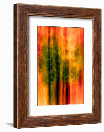 Cedars At Night-Ursula Abresch-Framed Photographic Print