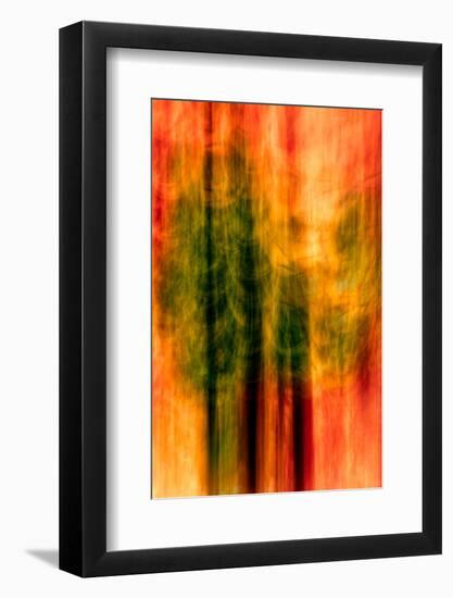 Cedars At Night-Ursula Abresch-Framed Photographic Print