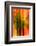 Cedars At Night-Ursula Abresch-Framed Photographic Print