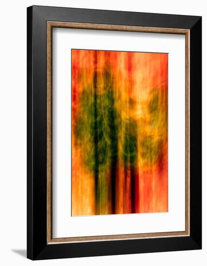 Cedars At Night-Ursula Abresch-Framed Photographic Print