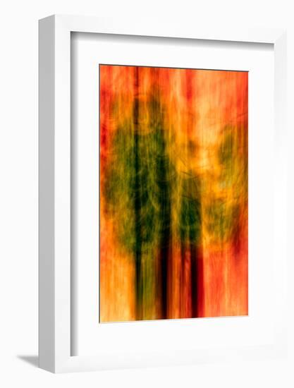 Cedars At Night-Ursula Abresch-Framed Photographic Print