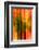 Cedars At Night-Ursula Abresch-Framed Photographic Print