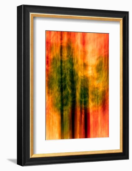 Cedars At Night-Ursula Abresch-Framed Photographic Print