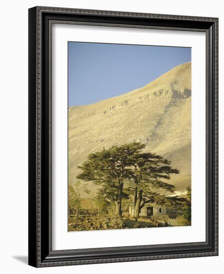 Cedars of Lebanon at the Foot of Mount Djebel Makhmal Near Bsharre, Lebanon, Middle East-Ursula Gahwiler-Framed Photographic Print