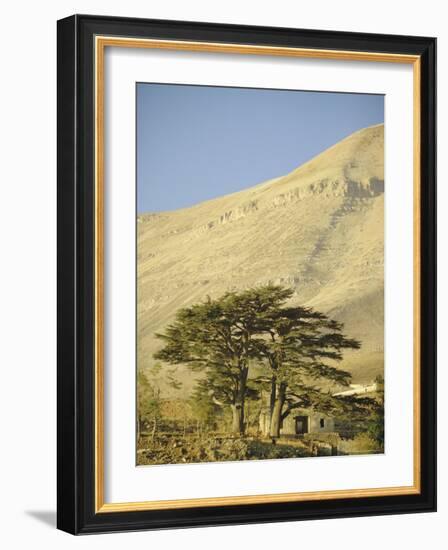 Cedars of Lebanon at the Foot of Mount Djebel Makhmal Near Bsharre, Lebanon, Middle East-Ursula Gahwiler-Framed Photographic Print