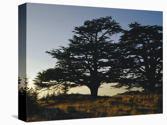 Cedars of Lebanon at the Foot of Mount Djebel Makhmal Near Bsharre, Lebanon, Middle East ...