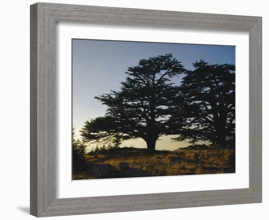 Cedars of Lebanon at the Foot of Mount Djebel Makhmal Near Bsharre, Lebanon, Middle East-Ursula Gahwiler-Framed Photographic Print