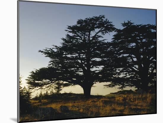 Cedars of Lebanon at the Foot of Mount Djebel Makhmal Near Bsharre, Lebanon, Middle East-Ursula Gahwiler-Mounted Photographic Print