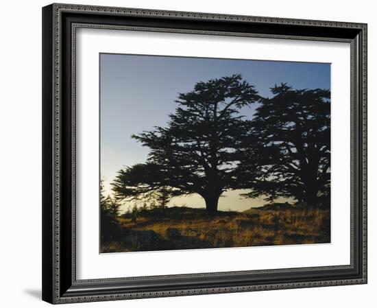 Cedars of Lebanon at the Foot of Mount Djebel Makhmal Near Bsharre, Lebanon, Middle East-Ursula Gahwiler-Framed Photographic Print