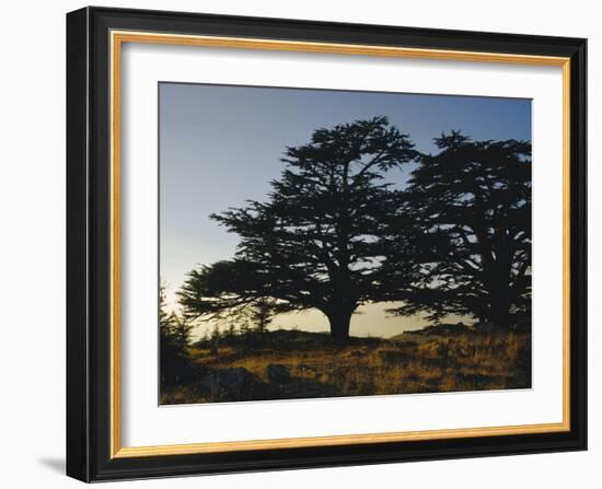 Cedars of Lebanon at the Foot of Mount Djebel Makhmal Near Bsharre, Lebanon, Middle East-Ursula Gahwiler-Framed Photographic Print