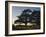 Cedars of Lebanon at the Foot of Mount Djebel Makhmal Near Bsharre, Lebanon, Middle East-Ursula Gahwiler-Framed Photographic Print