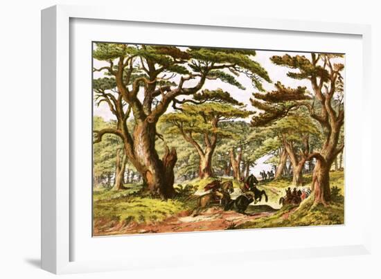 Cedars of Lebanon-English-Framed Giclee Print