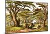 Cedars of Lebanon-English-Mounted Giclee Print