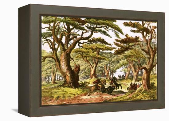 Cedars of Lebanon-English-Framed Premier Image Canvas