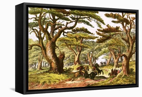 Cedars of Lebanon-English-Framed Premier Image Canvas