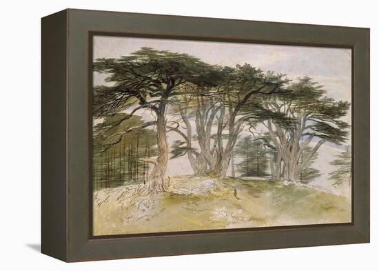 Cedars of Lebanon-Edward Lear-Framed Premier Image Canvas