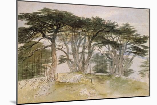 Cedars of Lebanon-Edward Lear-Mounted Giclee Print