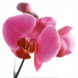 Pink Orchid-Cédric Porchez-Art Print