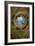 Ceiling medallion in the Camera degli Sposi. Fresco (1474).-Andrea Mantegna-Framed Giclee Print