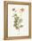 Celandine-Gwendolyn Babbitt-Framed Stretched Canvas