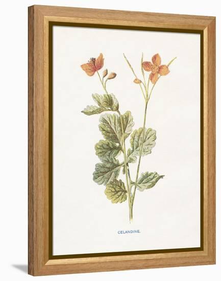 Celandine-Gwendolyn Babbitt-Framed Stretched Canvas