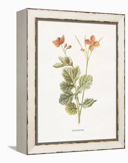 Celandine-Gwendolyn Babbitt-Framed Stretched Canvas