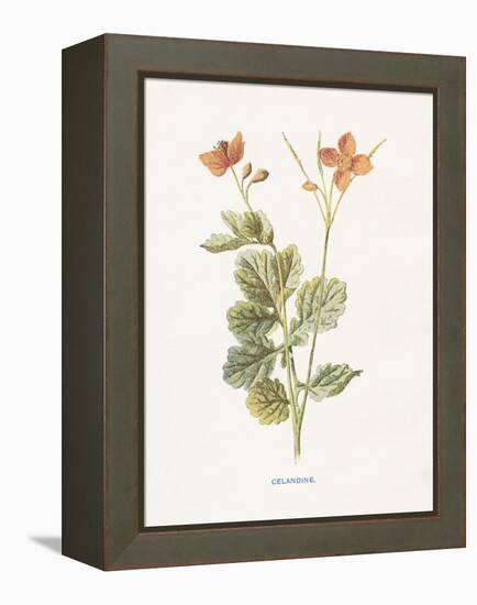 Celandine-Gwendolyn Babbitt-Framed Stretched Canvas