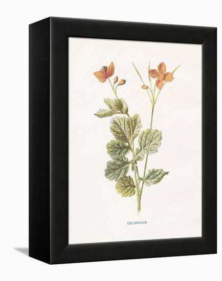 Celandine-Gwendolyn Babbitt-Framed Stretched Canvas