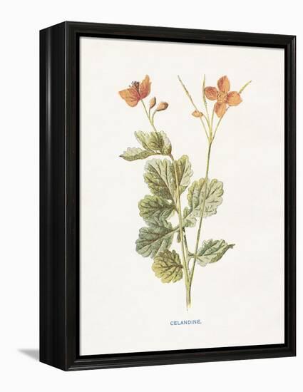 Celandine-Gwendolyn Babbitt-Framed Stretched Canvas